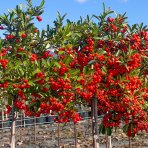 Hlohyňa šarlátová (Pyracantha) ´VENTOUX RED´ - výška 70-90 cm, kont. C7L - NA KMIENKU